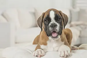 Boxer: Boxer Dog puppy