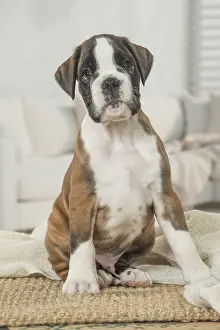 Boxer: Boxer Dog puppy