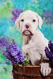Boxer: Boxer dog, puppy