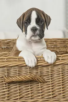 Wicker: Boxer Dog puppy in basket