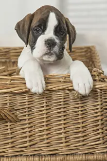 Wicker: Boxer Dog puppy in basket