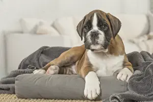 Boxers: Boxer Dog puppy under blanket