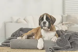 Boxers: Boxer Dog puppy under blanket