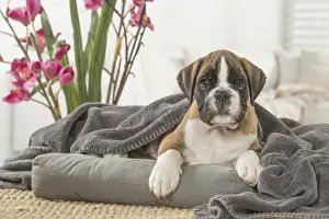 090517: Boxer Dog puppy under blanket