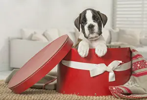 Boxers: Boxer Dog puppy in hat box