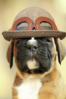 220719: A boxer dog puppy, portrait