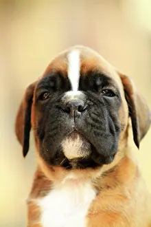 Boxer: A boxer dog puppy, portrait