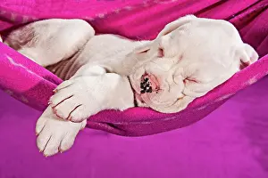 Boxer: Boxer dog, puppy sleeping in a hammock