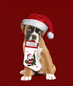 Stocking: Boxer Dog, puppy wearing Christmas hat holding