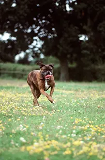 Boxer: Boxer DOG - Running in field