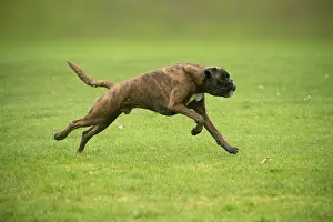 Boxers: Boxer dog running outdoors