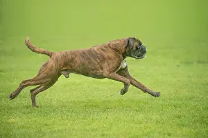 Boxers: Boxer dog running outdoors