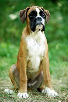 Nervous: Boxer Dog - Sitting down