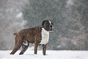 Boxer: Boxer dog in the snow in forest during snowfall in winter
