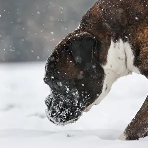 Boxer: Boxer dog in the snow in forest during snowfall in winter