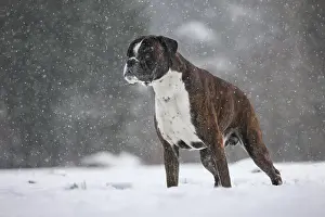 Boxer: Boxer dog in the snow in forest during snowfall in winter