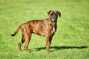 Boxer: Boxer dog standing on a meadow, Bavaria, Germany