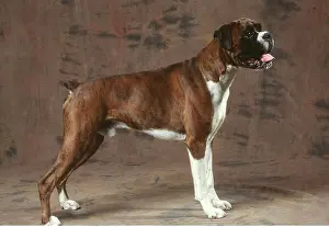 Boxer: BOXER DOG - standing, side view