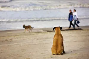 Word: Boxer Dog - watching Alsatian at seaside with couple