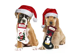Stocking: Boxer and English Cocker Spaniel Dog both wearing