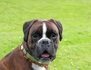 Boxers: Boxer or German Boxer, dog portrait Boxer Portrait