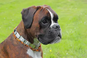Boxers: Boxer or German Boxer, dog portrait Boxer Portrait