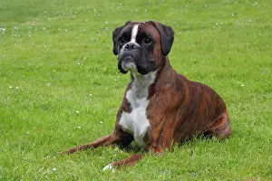Boxers: Boxer or German Boxer, lying on a meadow Boxer liegt