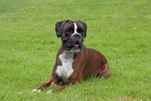 Boxer: Boxer or German Boxer, lying on a meadow Boxer liegt