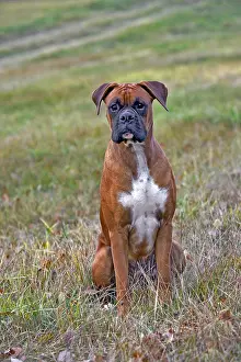 Affectionate: Boxer Male sitting in grass, portrait