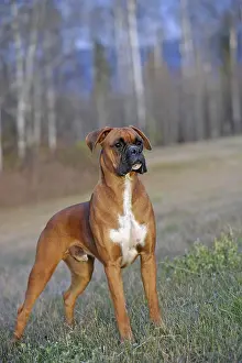 Boxer: Boxer Male standing in meadow alert, portrait