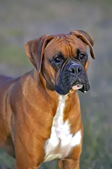 Affectionate: Boxer Male standing in meadow portrait head closeup