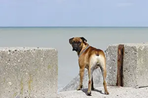 Jetties: Boxer on a pier Normandy France