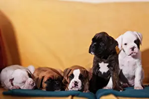 Doze: Boxer puppies