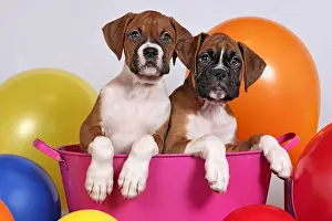 Boxer: Two Boxer Puppies few weeks old sitting in pink