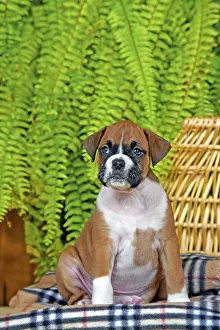 Boxer: Boxer puppy, fawn colored sitting on blanket, in
