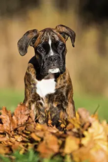 Boxer: Boxer puppy sitting in autumn leaves