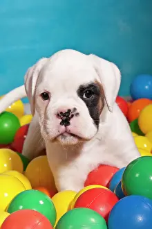 Balls: Boxer puppy surrounded by colourful balls