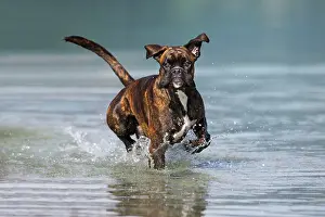 Dynamical: Boxer running in water, Austria, Europe