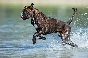 Boxer: Boxer running in water, Austria, Europe