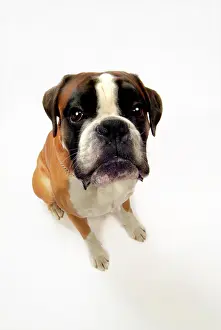 Boxer: Boxer, seen from above