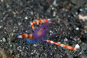 Shrimps: Boxer Shrimp