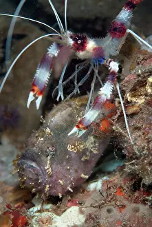 Boxer: Boxer Shrimp on Spotfin Frogfish