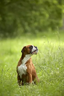 Sense: Boxer sitting in the grass