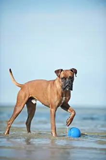 Boxers: Boxer standing with a ball in water, Baltic Sea