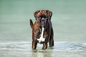 Dejected: Boxer standing in water, Austria, Europe