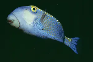 Boxfish: BOXFISH