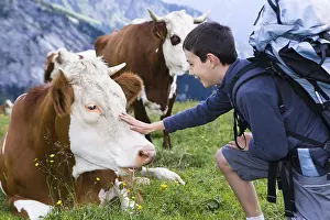 Ager: Boy and Abondance cows at rest in a pasture Alpes France
