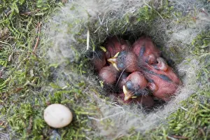 Coal: Boy Coal tits (Parus ater) Emsland, Lower Saxony