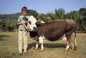 Ropes: Boy and dwarf cow Minas Gerais Brazil