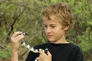 Kingsnake: Boy holding Common Kingsnake